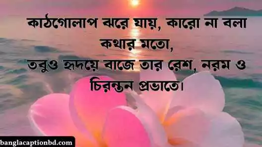 কাঠগোলাপ নিয়ে ক্যাপশন