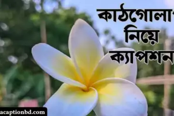 কাঠগোলাপ নিয়ে ক্যাপশন