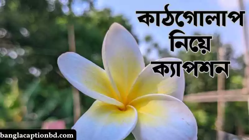 কাঠগোলাপ নিয়ে ক্যাপশন