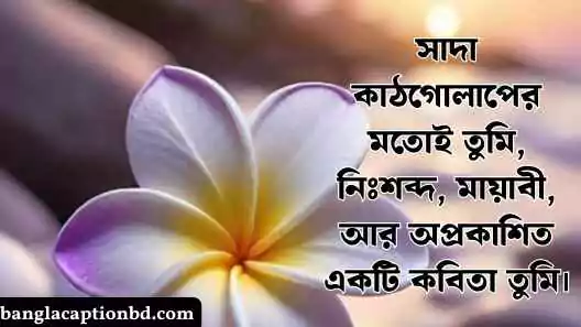 কাঠগোলাপ নিয়ে ক্যাপশন