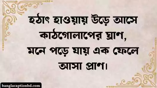 কাঠগোলাপ নিয়ে ক্যাপশন