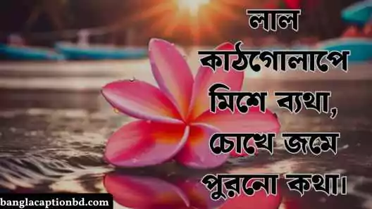 কাঠগোলাপ নিয়ে ক্যাপশন
