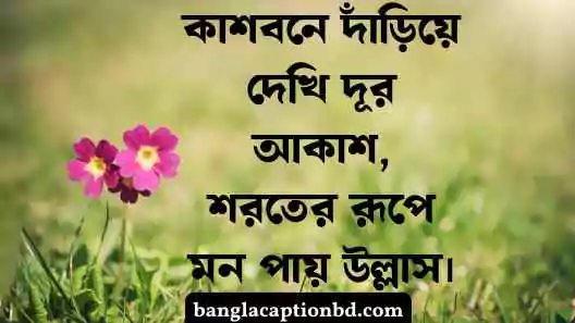 কাশফুল নিয়ে ক্যাপশন