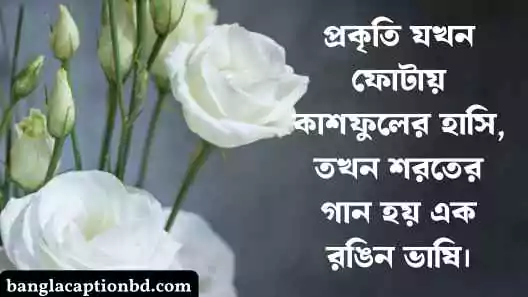 কাশফুল নিয়ে ক্যাপশন